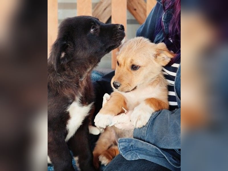 zauberhaftes Welpenmädchen Merica