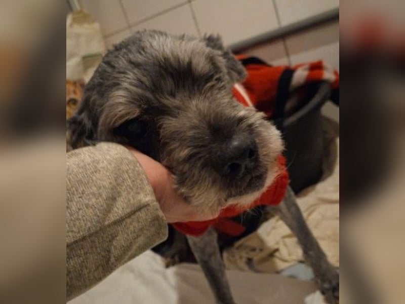 freundlicher Rocky sucht seine Familie