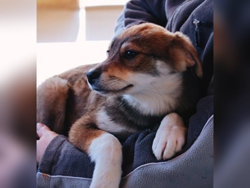 zauberhaftes Welpenmädchen Zoey