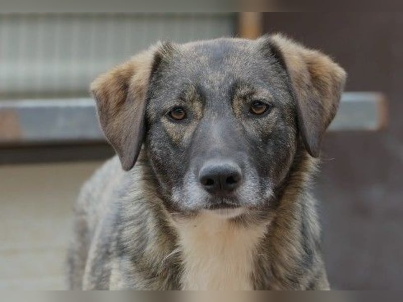 wunderschöne, freundliche Fawn sucht dringend ihre Menschen