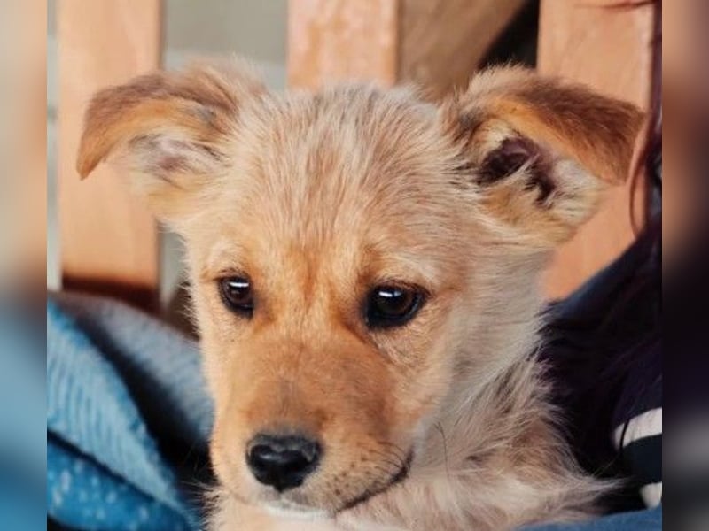 zauberhaftes Welpenmädchen Merica