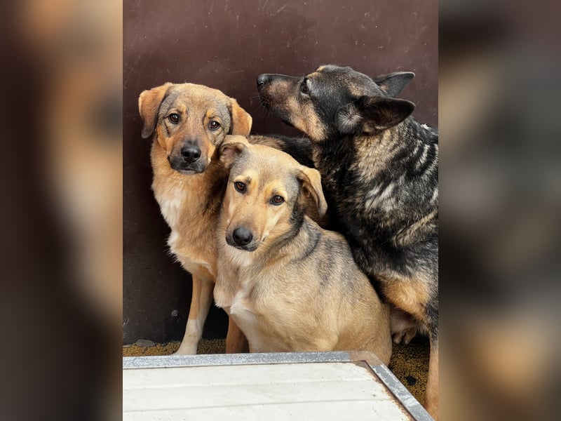 schüchterne Laura sucht