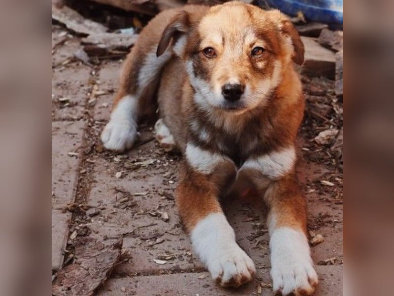 zauberhaftes Welpenmädchen Zoey
