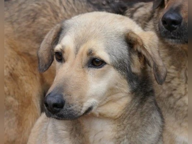 schüchterne Laura sucht