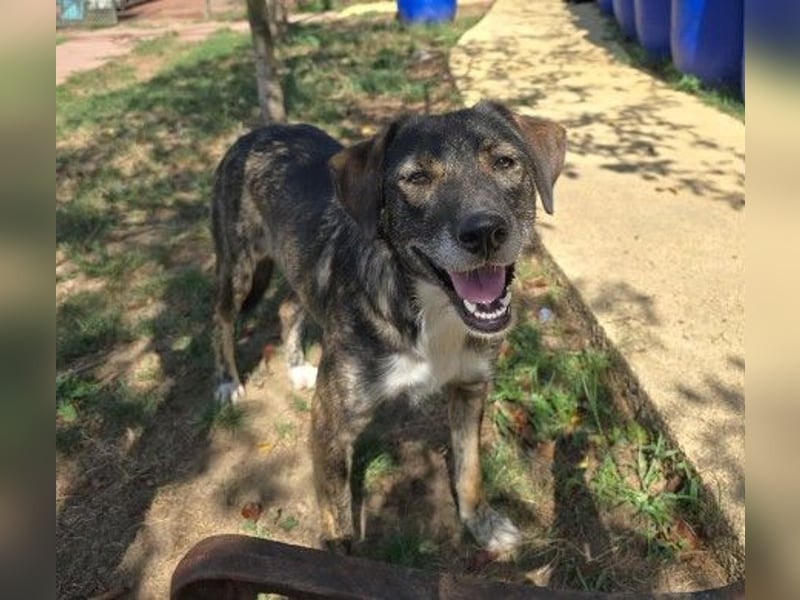 wunderschöne, freundliche Fawn sucht dringend ihre Menschen