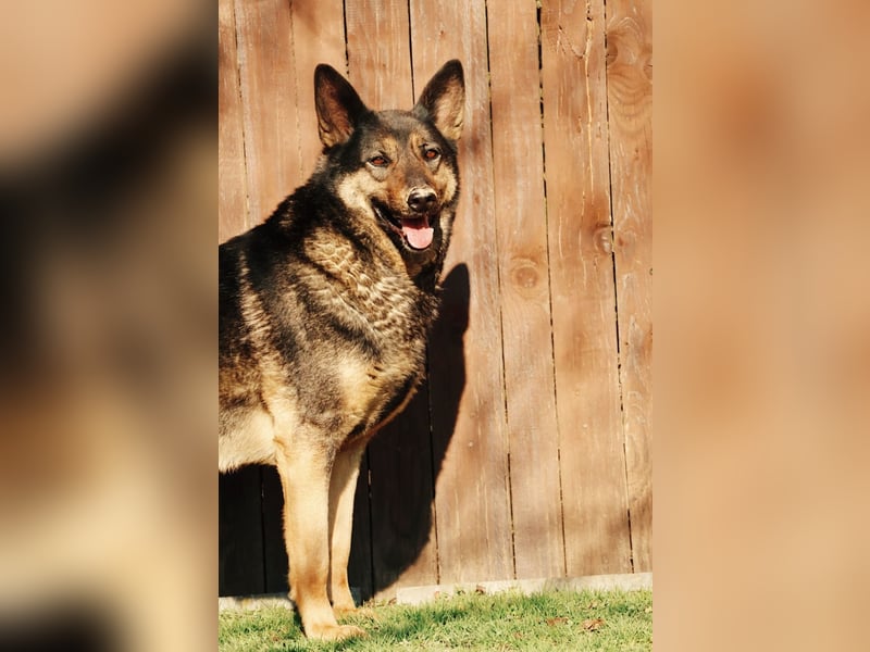 schüchterner Emil sucht