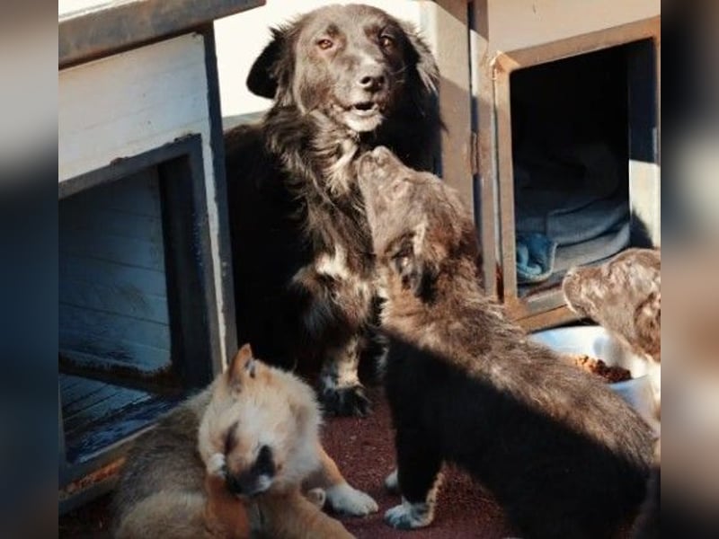 MINA - freundliche Hündin sucht ein liebevolles Zuhause