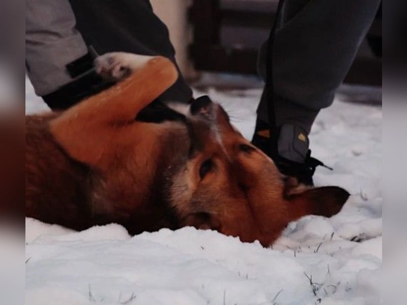 wunderschöner, lieber Bobby