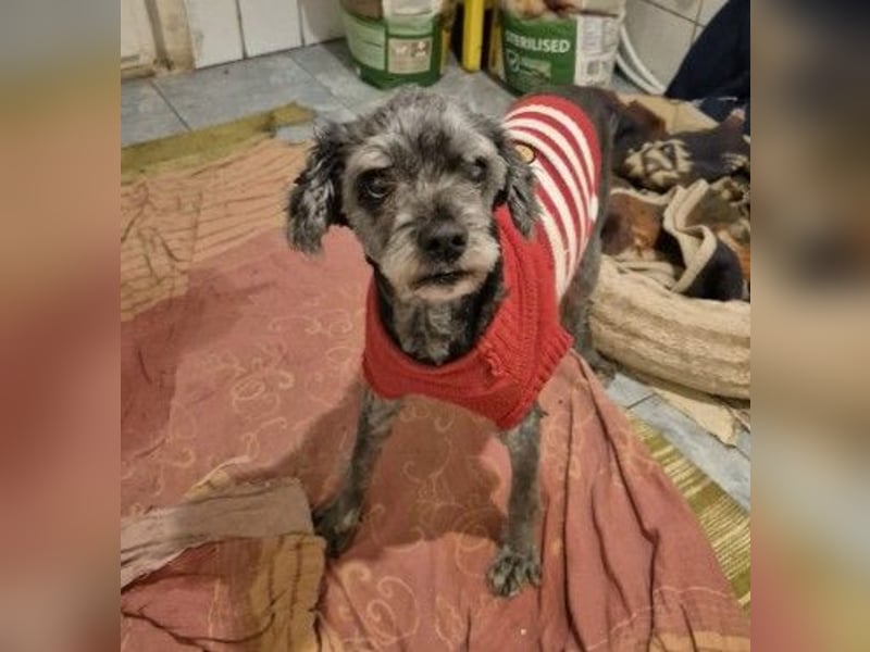 freundlicher Rocky sucht seine Familie