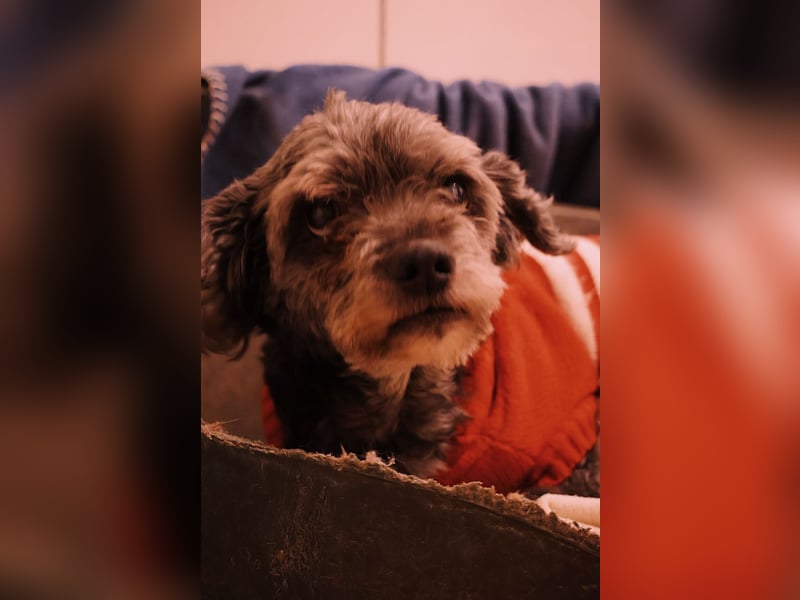 ROCKY : Ciao, altes Leben - Hallo, Happy End!