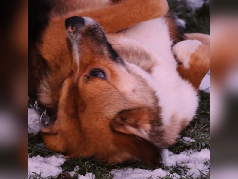 wunderschöner, lieber Bobby