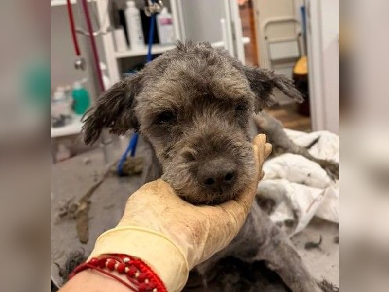 ROCKY : Ciao, altes Leben - Hallo, Happy End!