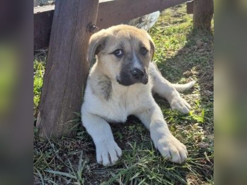 Zauberhaftes Welpenmädchen Elara sucht ihre Familie