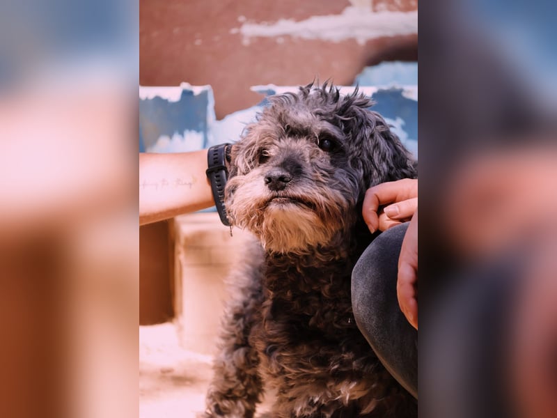 Rocky - sensibler, lieber Rüde mit Handicap