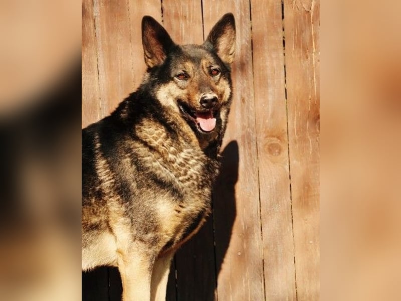 schüchterner Emil sucht