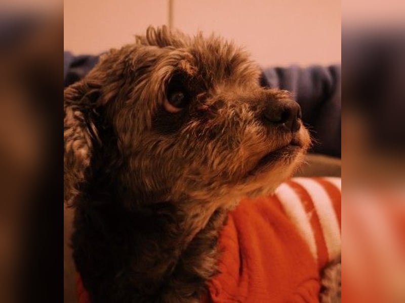 ROCKY : Ciao, altes Leben - Hallo, Happy End!