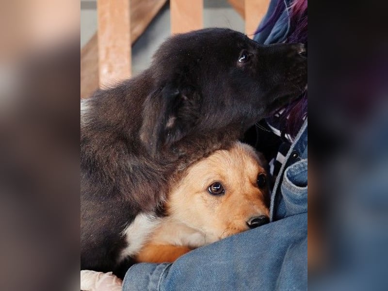 zauberhaftes Welpenmädchen Merica