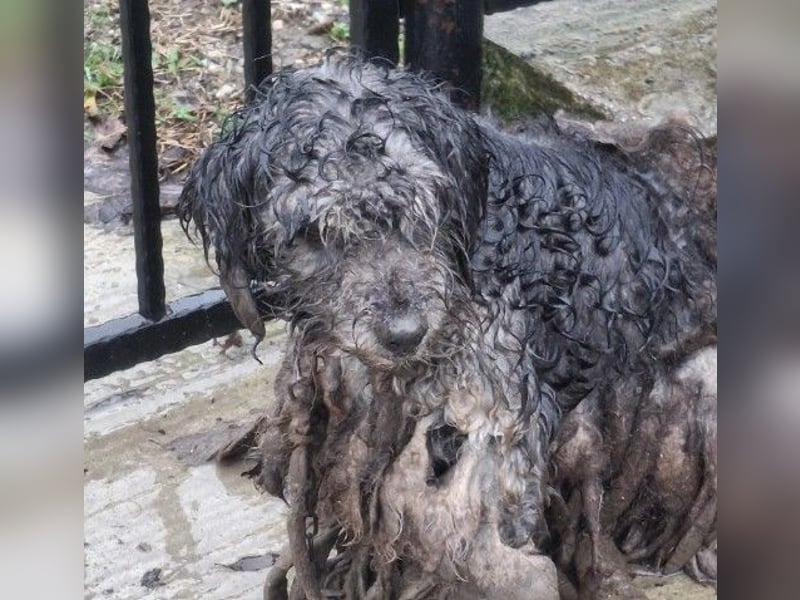 freundlicher Rocky sucht seine Familie