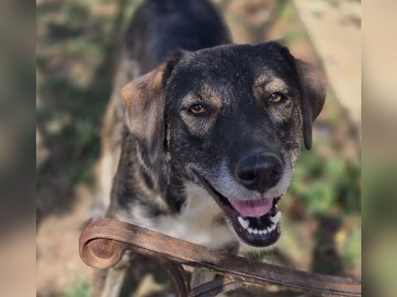 wunderschöne, freundliche Fawn sucht dringend ihre Menschen