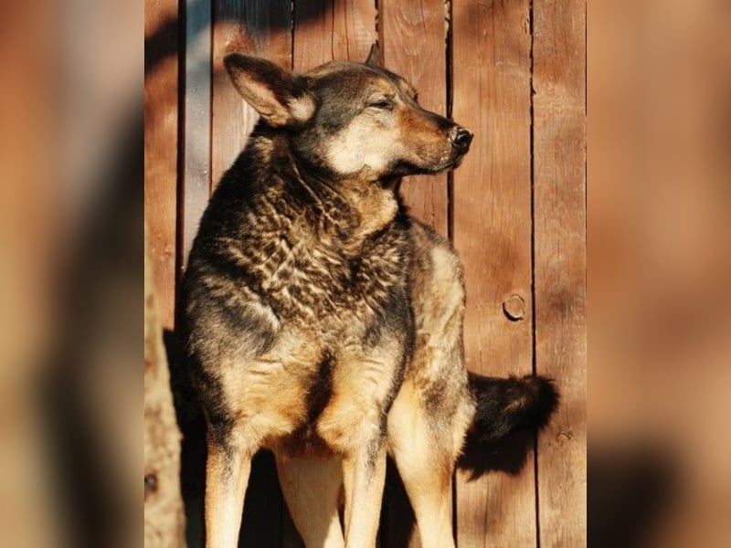 Schüchterner Emil hofft endlich ankommen zu können