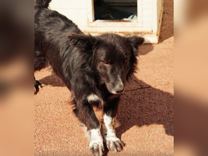 MINA - freundliche Hündin sucht ein liebevolles Zuhause