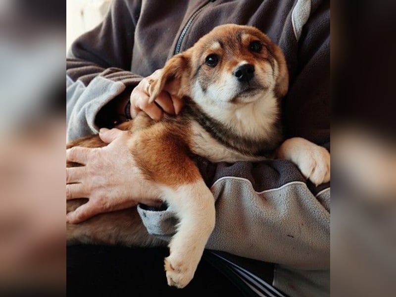 zauberhaftes Welpenmädchen Zoey