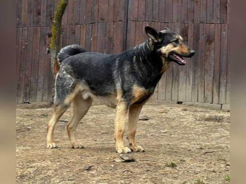 schüchterner Emil sucht