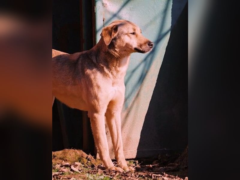 schüchterne Laura sucht