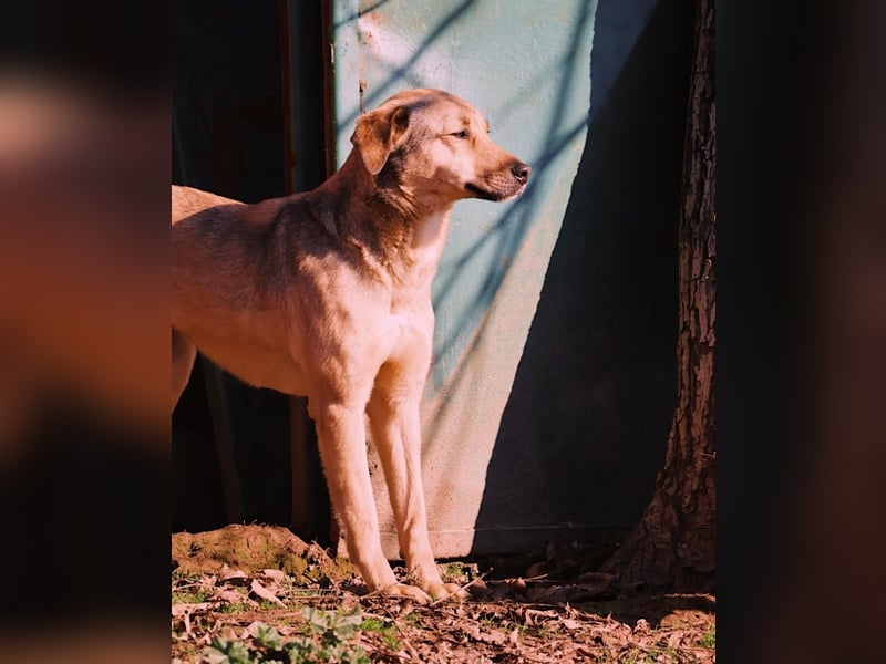schüchterne Laura sucht