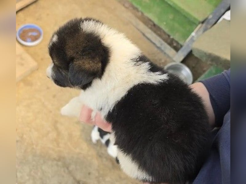 zauberhafter, süßer Welpe Finn