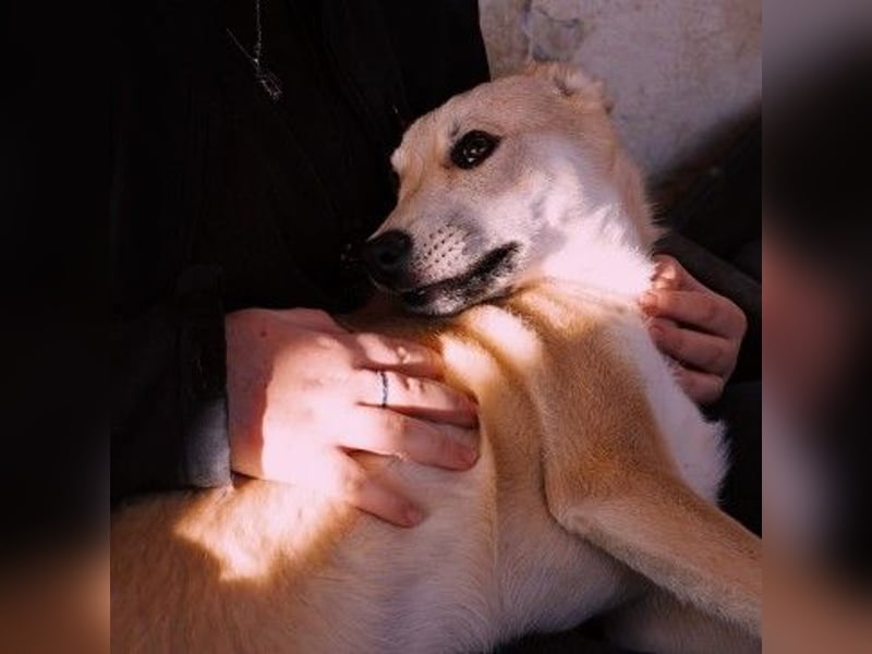 Ruhiger Valentin sucht geduldige Menschen