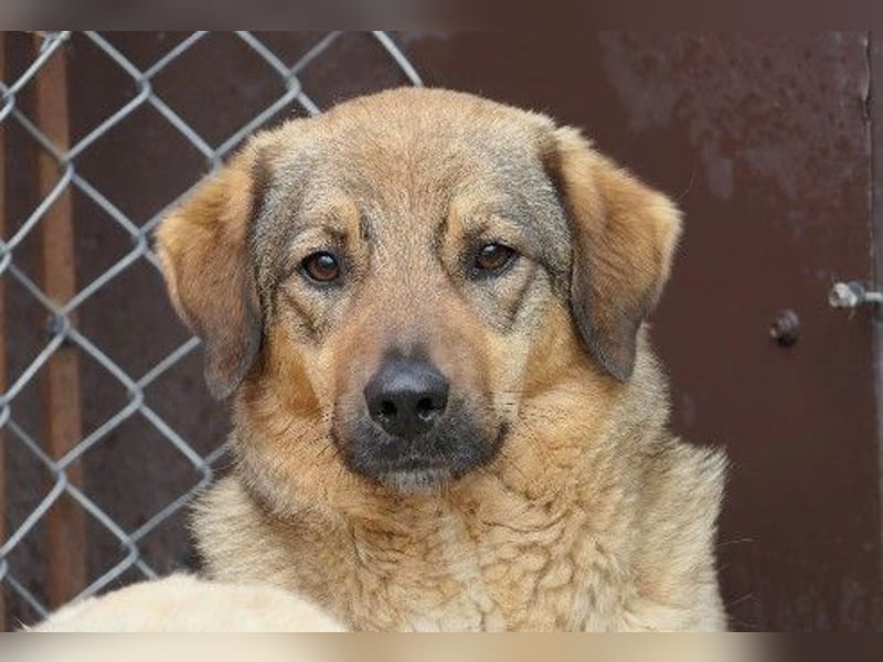 Schüchterne, liebe Alena sucht ihre Menschen