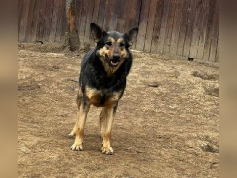 schüchterner Emil sucht