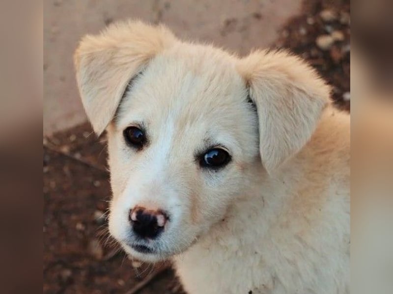 zauberhafter Welpe Zora