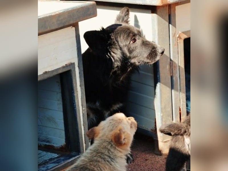 MINA - freundliche Hündin sucht ein liebevolles Zuhause
