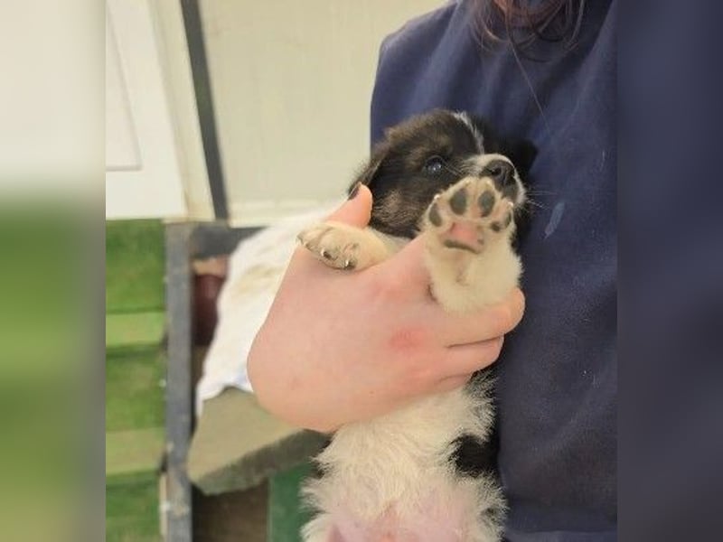 zauberhafter, süßer Welpe Finn