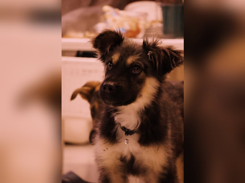 Yummi-liebevoller Junghund zum Knuddeln