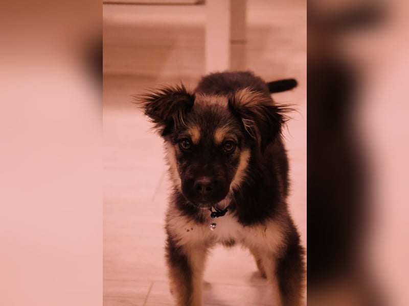 Yummi-liebevoller Junghund zum Knuddeln