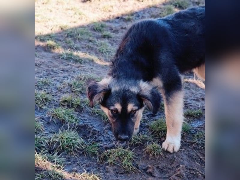 Yummi-liebevoller Junghund zum Knuddeln