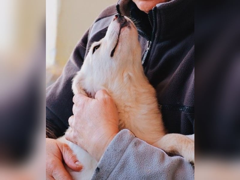 zauberhafter Welpe Zora