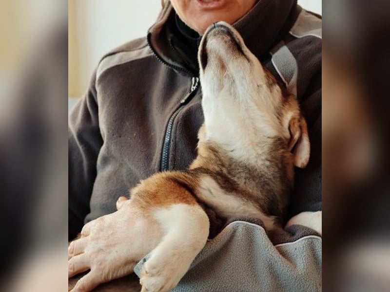 zauberhaftes Welpenmädchen Zoey