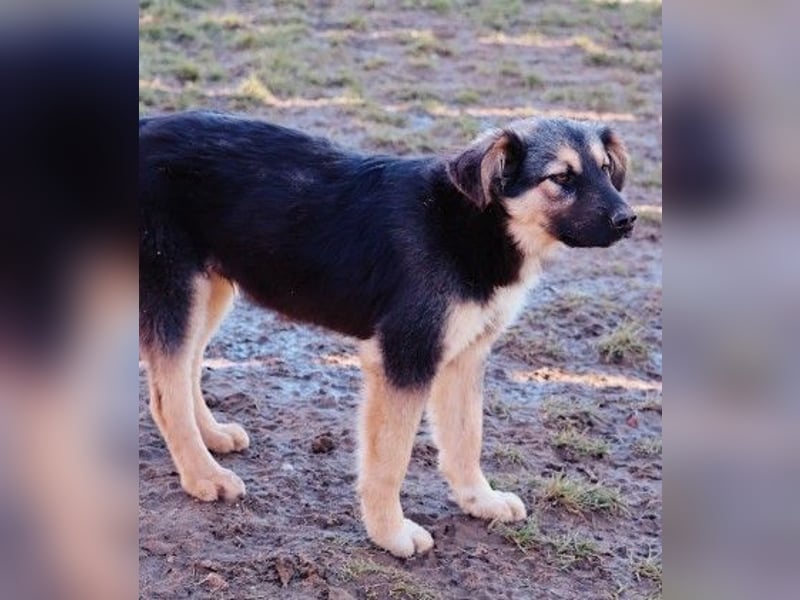 Yummi-liebevoller Junghund zum Knuddeln