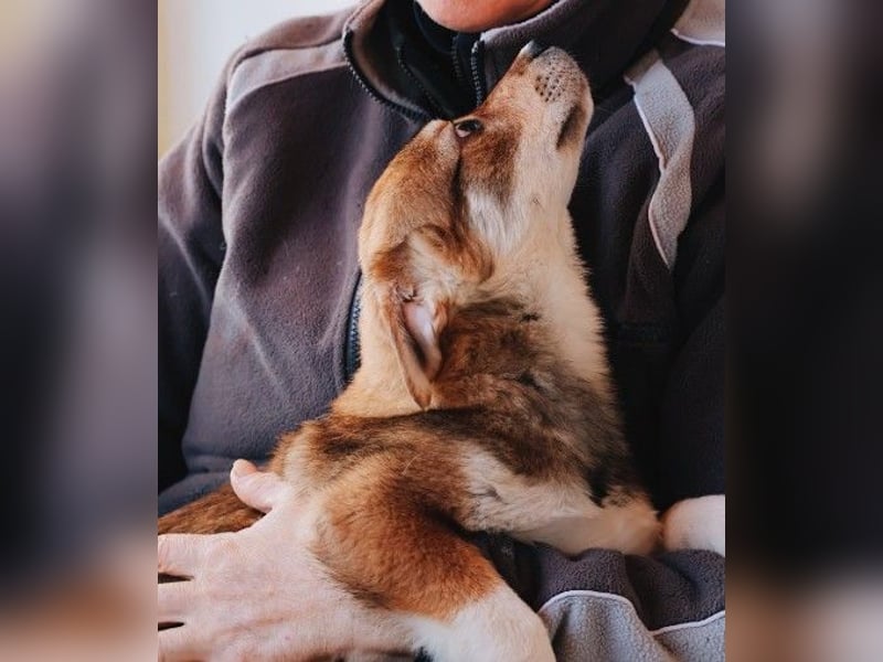 zauberhaftes Welpenmädchen Zoey