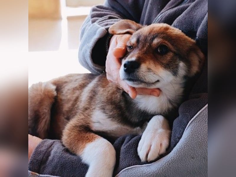 zauberhaftes Welpenmädchen Zoey