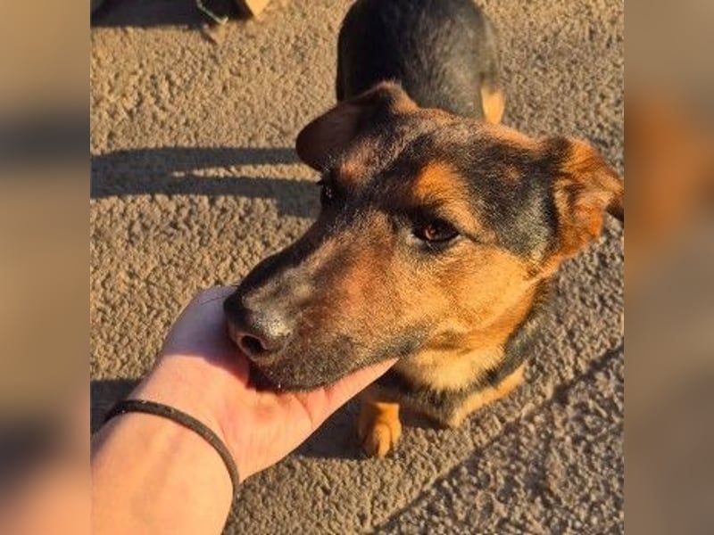 zauberhafter, lieber Trusty