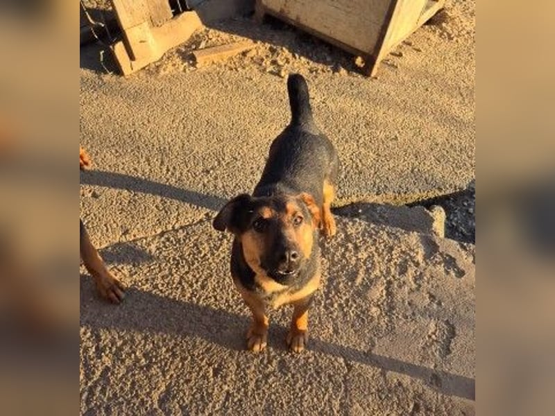 zauberhafter, lieber Trusty