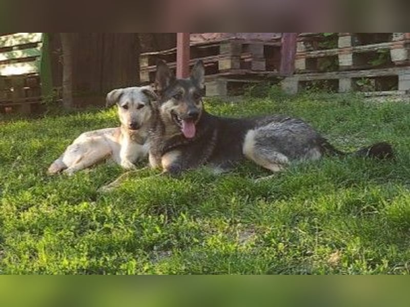 schüchterner Emil sucht