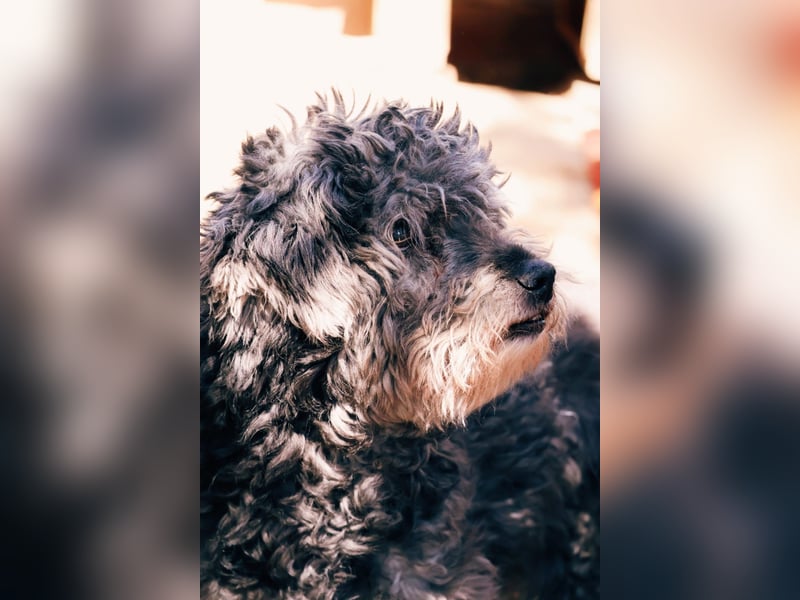 ROCKY - sensibler Rüde sucht einfühlsames Zuhause