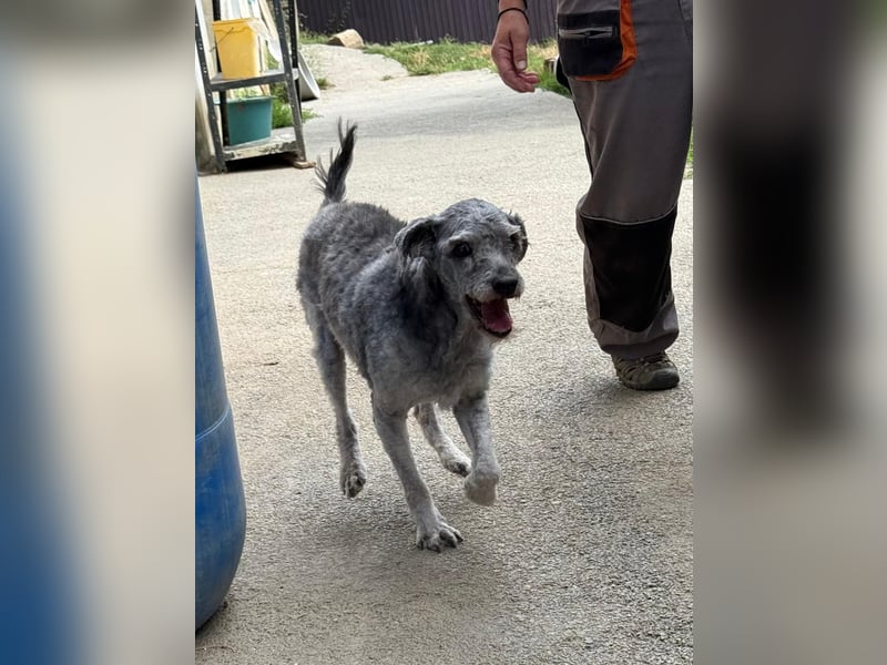 sensibler Rocky sucht ruhiges Zuhause
