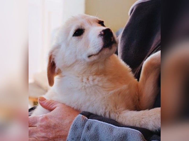 zauberhafter Welpe Zora